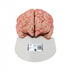 Cerveau de luxe avec artères, détachable en 9 pièces - 3B Smart Anatomy