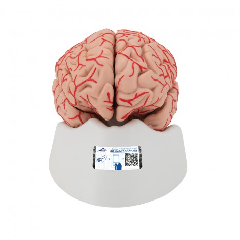 Cerebro de Lujo con Arterias, desmontable en 9 piezas - 3B Smart Anatomy