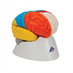 Cerebro neuro-anatómico, desmontable en 8 piezas - 3B Smart Anatomy