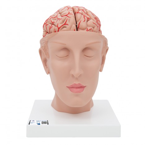 Encéfalo de lujo con arterias en la base de la cabeza, desmontable en 8 piezas - 3B Smart Anatomy