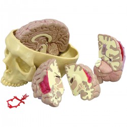 Modelo de cerebro