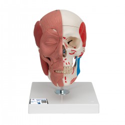 Crâne avec muscles faciaux - 3B Smart Anatomy