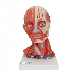 Musculatura de la cabeza y del cuello, 5 piezas - 3B Smart Anatomy