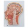 Section de la tête médiane - 3B Smart Anatomy