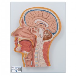 Corte medial de la cabeza - 3B Smart Anatomy