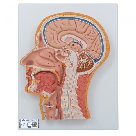 Corte medial de la cabeza - 3B Smart Anatomy