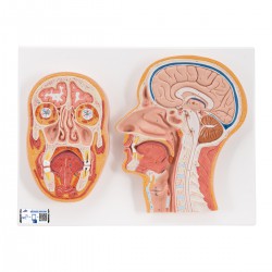 Corte Medial y Frontal de la Cabeza - 3B Smart Anatomy