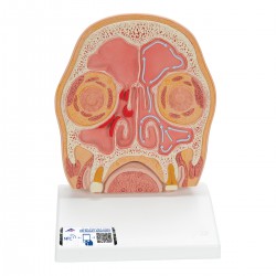 Modelo de un corte del cráneo - 3B Smart Anatomy