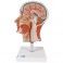 Media cabeza con musculatura - 3B Smart Anatomy