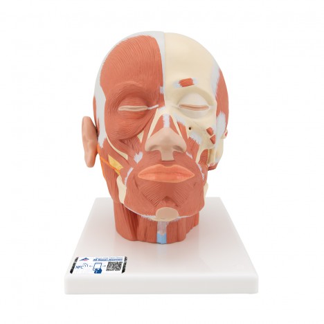 Musculatura de la cabeza - 3B Smart Anatomy