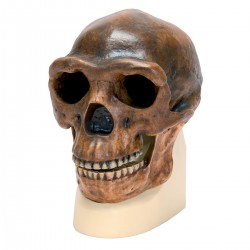 Rêplica del cráneo del Homo erectus pekinensis (Weidenreich, 1940)