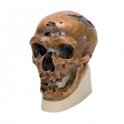 Rêplica del cráneo del Homo neanderthalensis (La Chapelle-aux-Saints 1)