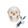Cráneo miniatura, de 3 piezas - 3B Smart Anatomy