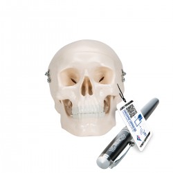 Crâne miniature, 3 pièces - 3B Smart Anatomy