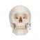 Cráneo Clásico, 3 partes - 3B Smart Anatomy
