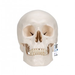 Cráneo Clásico, 3 partes - 3B Smart Anatomy