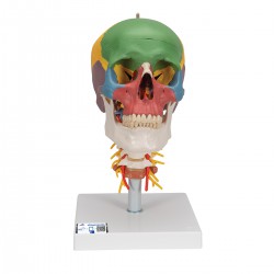 Cráneo clásico didáctico con columna cervical, 4 partes - 3B Smart Anatomy