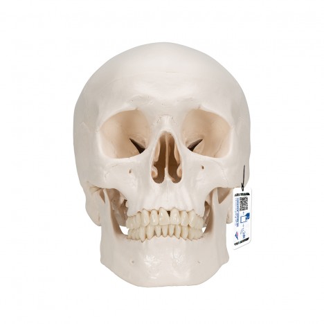 Cráneo clásico con cerebro, 8 partes - 3B Smart Anatomy