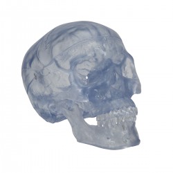 Crâne classique transparent, 3 parties - 3B Smart Anatomy