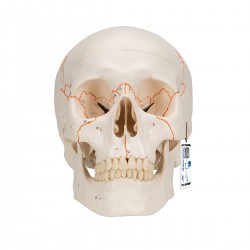 Crâne classique avec numérotation, 3 parties - 3B Smart Anatomy