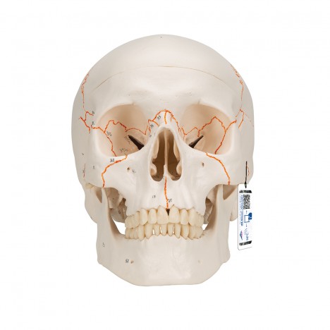 Cráneo clásico con numeración, 3 partes - 3B Smart Anatomy