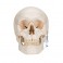 Cráneo clásico con mandíbula abierta, desmontable en 3 piezas - 3B Smart Anatomy