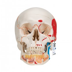 Crâne classique avec mâchoire ouverte, peint, 3 parties - 3B Smart Anatomy
