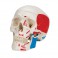 Cráneo clásico, pintado, 3 partes - 3B Smart Anatomy