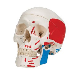 Crâne classique, peint, 3 parties - 3B Smart Anatomy