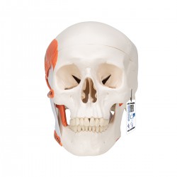 Crâne fonctionnel avec musculature masticatoire, 2 parties - 3B Smart Anatomy