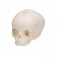 Cráneo de feto - 3B Smart Anatomy
