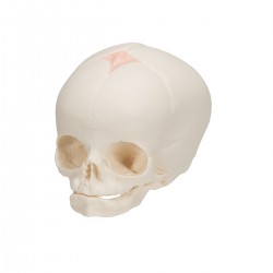 Crâne fœtal - 3B Smart Anatomy