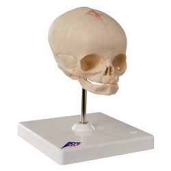 Cráneo de feto, sobre soporte - 3B Smart Anatomy