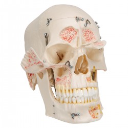 Cráneo de demostracion de lujo, 10 partes - 3B Smart Anatomy