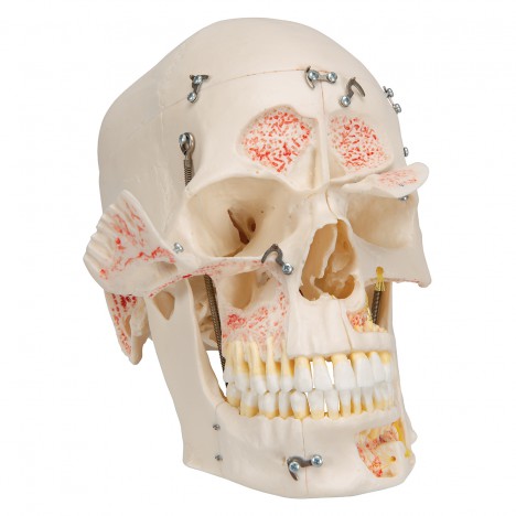 Cráneo de demostracion de lujo, 10 partes - 3B Smart Anatomy