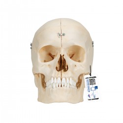 Cráneo óseo, 6 partes - 3B Smart Anatomy