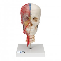 Cráneo didáctico de lujo, 7 partes - 3B Smart Anatomy