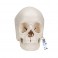 Cráneo desmontable 3B Scientific® - versión anatómica, en 22 partes - 3B Smart Anatomy