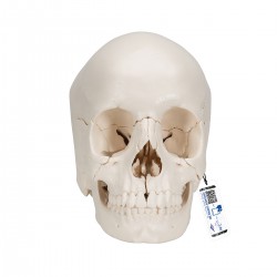 Crâne amovible 3B Scientific® - version anatomique, en 22 parties - 3B Smart Anatomy