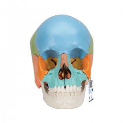 Cráneo desmontable 3B Scientific® - 22 piezas - versión didáctica - 3B Smart Anatomy