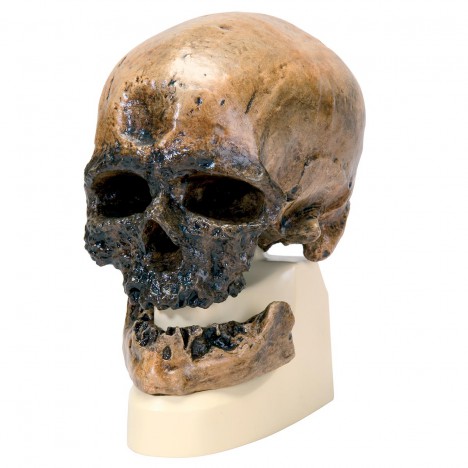 Rêplica del cráneo del Homo sapiens (Crô-Magnon)
