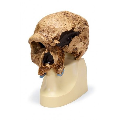 Réplique du crâne d'Homo steinheimnensis (Berkhemer, 1936)