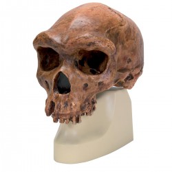 Rêplica del cráneo del Homo rhodesiensis (Broken HillŸ Woodward, 1921)