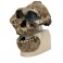Rêplica del cráneo del Australopithecus boisei (KNM-ER 406 + Omo L7A-125)