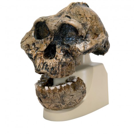Réplique du crâne d'Australopithecus boisei (KNM-ER 406 + Omo L7A-125)