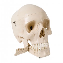 Crâne avec dents pour extractions, 4 parties