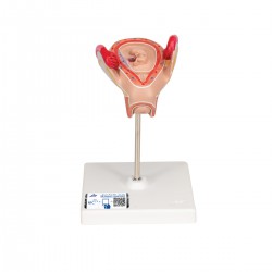 Modelo de embrión, segundo mes