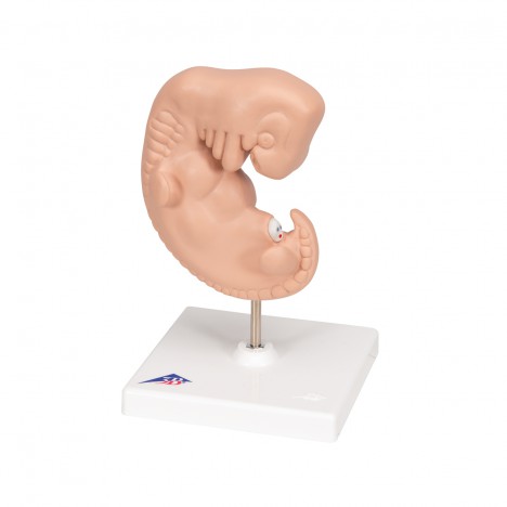 Embryon, 25 fois sa taille naturelle