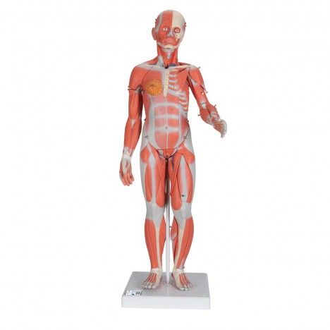 Figura Completa de Doble Sexo con Músculos, con órganos internos, desmontable en 33 piezas