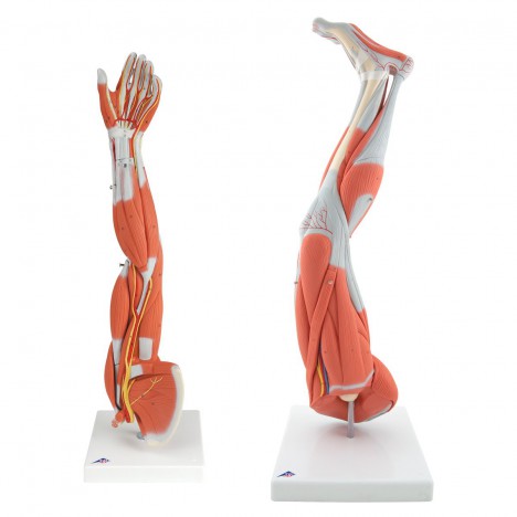 Modelos Anatomicos de Miembros Musculosos